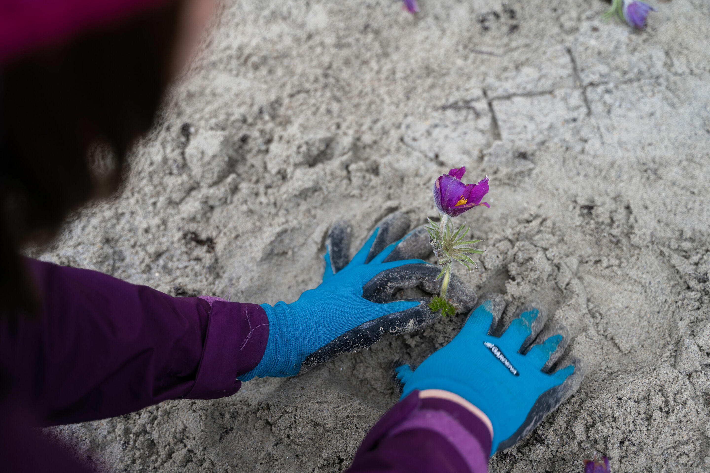 Protecting biodiversity - As part of a team workshop, Audi employees planted an area of 500 square meters on the factory premises with 5,000 wild shrubs typical of the region.